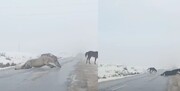 سُر خوردن عجیب سه اسب هنگام عبور از خیابان برفی + فیلم