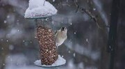 یخ‌ زدن پرندگان به علت سرمای شدید / فیلم