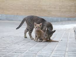 واکنش عجیب گربه‌ها به لحظه وقوع زلزله شدید ترکیه /فیلم