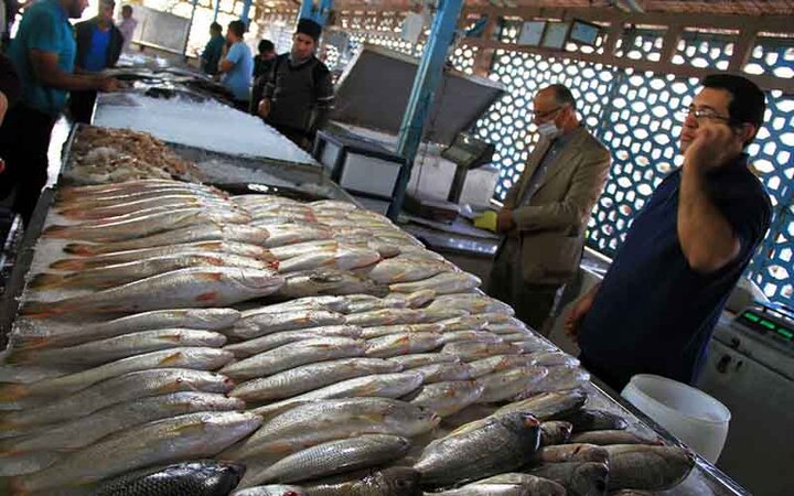 ماهی ۵۰ درصد گران شد / هر کیلو ماهی شیر ۶۵۰ هزار تومان 