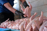 پیش بینی قیمت مرغ برای عید و ماه رمضان / هر کیلو به ۶۳ هزار تومان می رسد