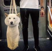 تصاویری بامزه و خنده‌دار از سگ‌ها در مترو