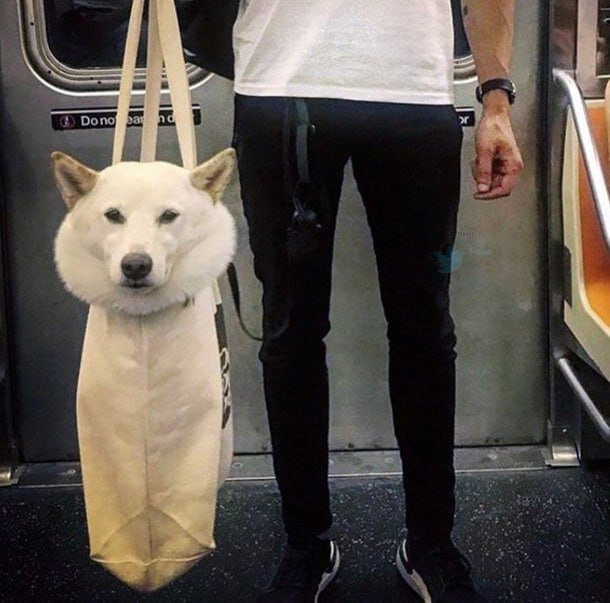تصاویری بامزه و خنده‌دار از سگ‌ها در مترو 