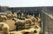 علت افزایش قیمت گوشت گوسفندی به ۴۰۰ تا ۵۰۰ هزار تومان چیست؟!