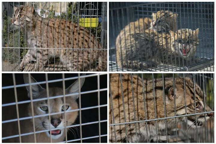کشف محموله  قاچاق حیات وحش از یک مخفیگاه در جنوب تهران