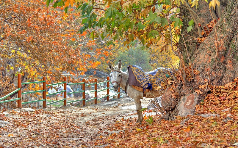 روستای افجه تهران کجاست؟