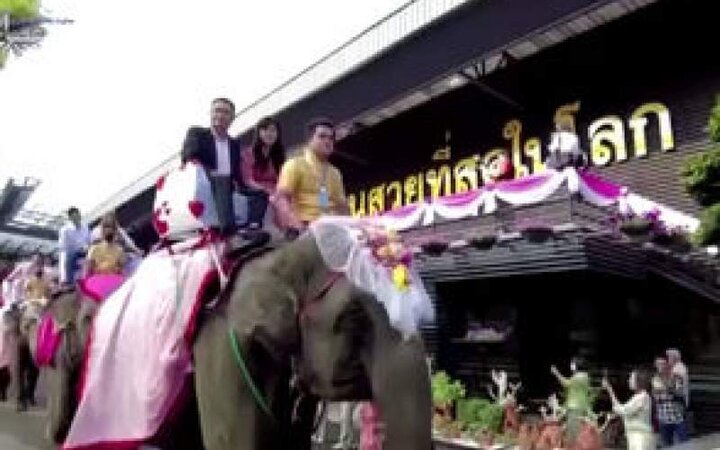 برگزاری مراسم عروسی روی فیل | این فیل به جای عروس دسته گل را پرتاب می‌کند! + فیلم
