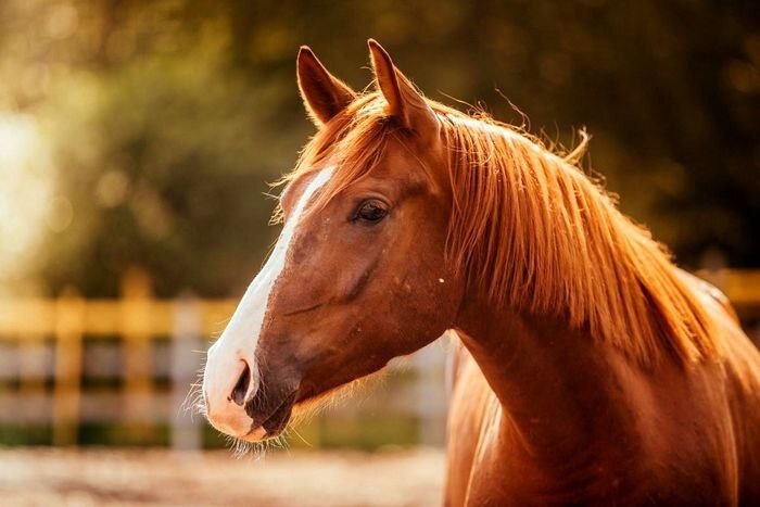 گرانی عجیب اسب در بازار | قیمت اسب از پراید هم بیشتر شد!