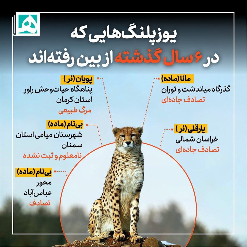 اینفوگرافیک | یوزپلنگهایی که در ۶ سال گذشته از بین رفتهاند