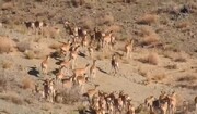 ویدیو دیده نشده از گله پرجمعیت گوسفندان وحشی در «توران»