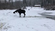 نجات معجزه آسای گوزن نگون بخت از روی دریاچه یخ زده + فیلم