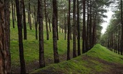 درباره بزرگ‌ترین پارک جنگلی تهران چه می‌دانید؟