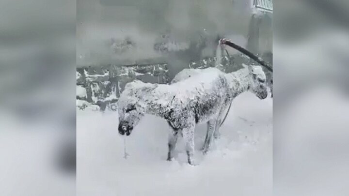 ویدیو هولناک از لحظه یخ زدن الاغ‌ها از شدت سرما در شهر وان ترکیه
