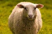 ویدیویی عجیب از استراحت مار خطرناک روی بدن یک گوسفند / فیلم