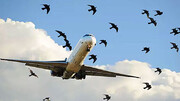 برخورد هولناک دسته پرندگان با موتور هواپیما در آسمان + فیلم