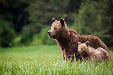 قدم زدن عجیب دو خرس قهوه‌ای در جنگلهای دیلمان و سیاهکل در استان گیلان