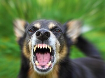 حمله وحشتناک سگ های ولگرد به خانواده کرجی + عکس