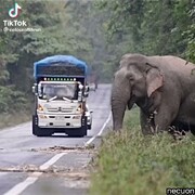 باج‌گرفتن فیل غول پیکر از ماشیین های عبوری در جاده + فیلم