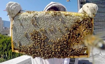 ویدیو دیده نشده از برداشت عسل کوهی از کندوی طبیعی زنبور عسل