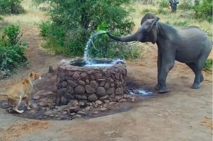 آب بازی کردن شیر با فیل در طبیعت + فیلم