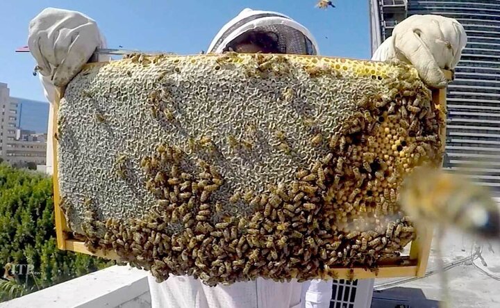 ویدیو دیده نشده از برداشت عسل کوهی از کندوی طبیعی زنبور عسل 