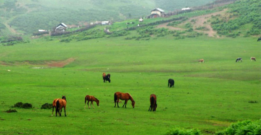 سفر یک روزه گیلان