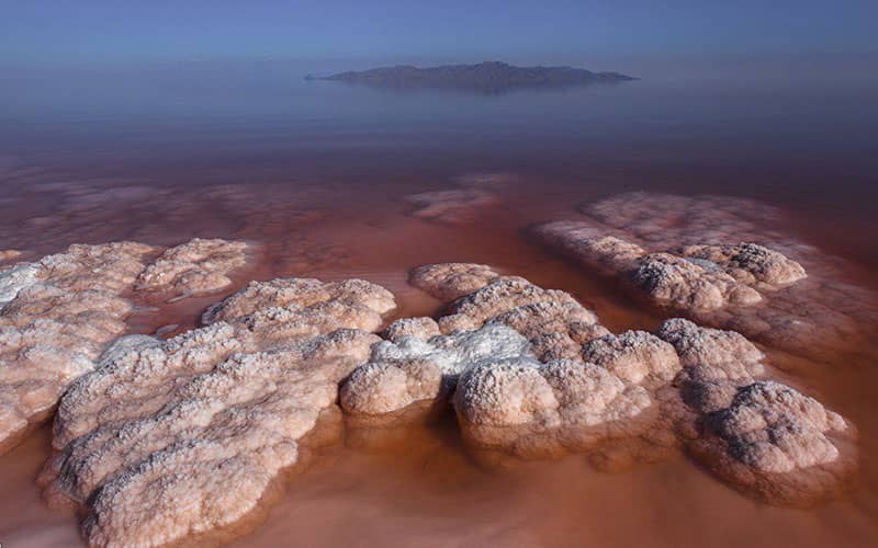 زیباترین گونه‌های گیاهی و جانوری دریاچه ارومیه