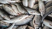 افزایش عجیب قیمت انواعِ ماهی در آستانه نوروز ۱۴۰۲ / هر کیلو ۴۸۰ هزار تومان!