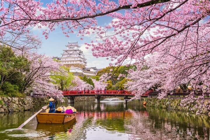 شکوفه‌های گیلاس امسال زودتر در ژاپن در آمدند + عکس