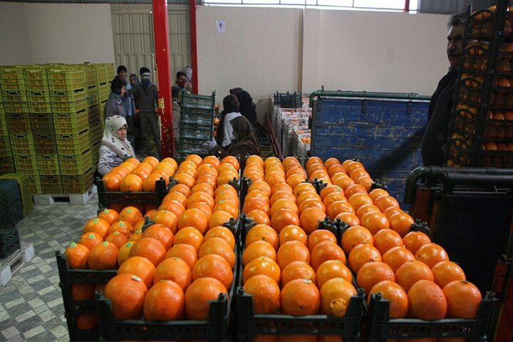 ایران به چین، پرتقال صادر کرد