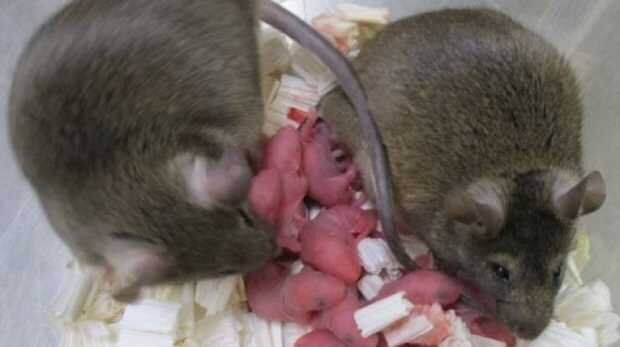 تولد نوزاد از ژن دو موش نر!