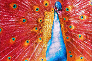 فیلمی دیدنی و زیبا از یک طاووس به رنگ سرخ