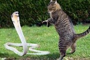 تصاویری از نبرد بین یک گربه با مار سمی / فیلم