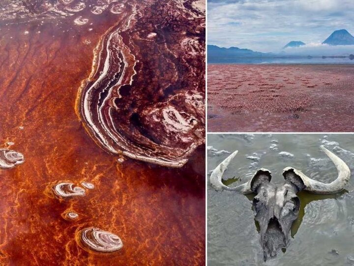عجیب اما واقعی؛ این دریاچه‌ ترسناک موجودات را به سنگ تبدیل می‌کند! / تصاویر