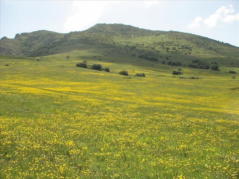 دشت سوسن چلچراغ سیاهکل