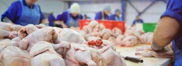 قیمت مرغ کاهش خواهد یافت؟ + قیمت مرغ در ماه رمضان