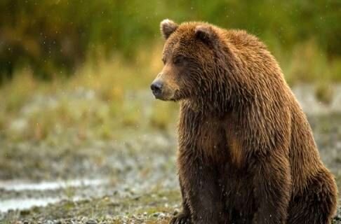 دادن مواد مخدر به یک خرس در طبیعت + عکس