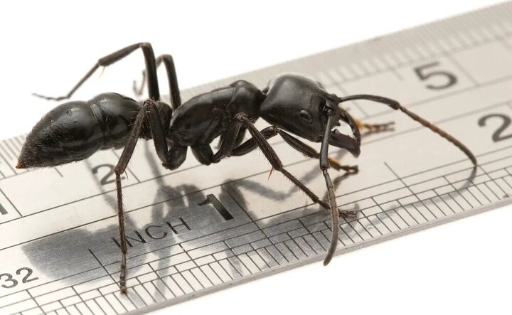 تصاویری عجیب از یک مورچه غول‌پیکر / ۳۰ برابر بزرگتر از مورچه های خانگی/ فیلم