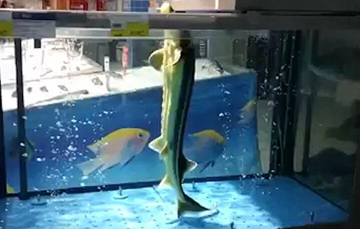 رقص زیبا و عجیب یک ماهی در آکواریوم + فیلم 