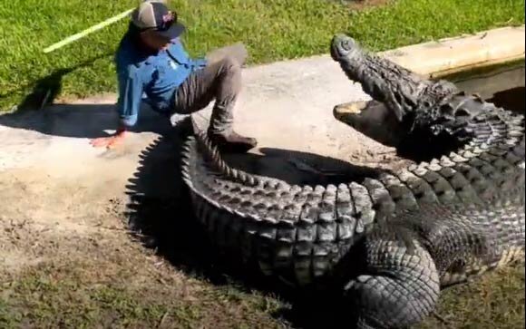 اقدام خطرناک مرد جوان با تمساح که میتوانست موجب قطع دستش شود + فیلم