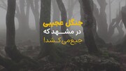بزرگ‌ترین دهانه آتشفشان در کرمان که از آن بی خبری! + ویدیو