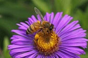 کشف دارو برای بیماران سرطانی با نیش زنبور عسل + فیلم