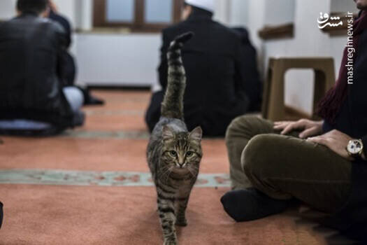 نشستن گربه بازیگوش بر شانه امام جماعت مسجد! + فیلم