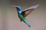 تغییر رنگ عجیب یک پرنده زیبا + یک دقیقه ۶۲ بار رنگ عوض می‌کند! + فیلم