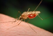 زنگ خطر مالاریا در سیستان و بلوچستان به صدا درآمد + آمار مبتلایان