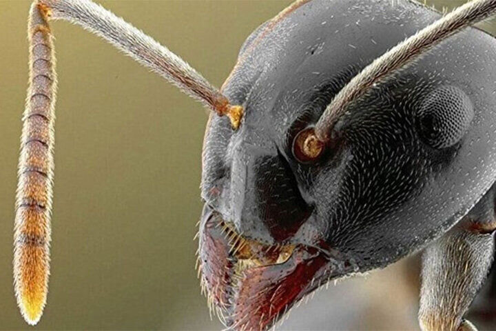 کشف مورچه‌ غول پیکر ۴۷ میلیون ساله! + تصاویر
