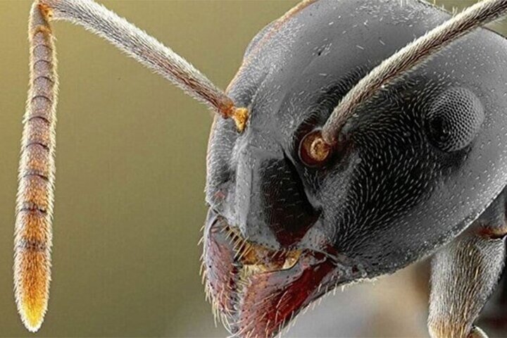 اقدام وحشتناک مورچه‌های قاتل برای قطع انگشت دست انسان! + فیلم
