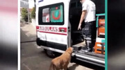 حرکات عجیب سگ باوفا پشت سر آمبولانس هنگام انتقال صاحبش به بییمارستان + فیلم