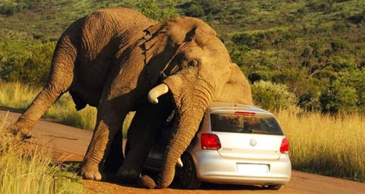 هجوم وحشتناک فیل خشمگین به یک ماشین + فیلم