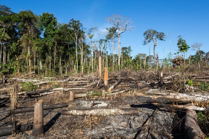 ویدیو غم انگیز از نابودی جنگل توسط انسان در ۱۰ ثانیه
